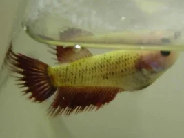 Hi All! Beginner Needs Help!