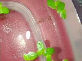 After 4 months - BABY GHOST SHRIMP!!