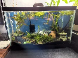 Hi! New here, but not to the hobby. Multiple tank syndrome is real!