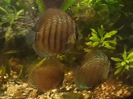Discus Rediscovered