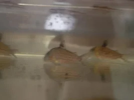 Fish rescue rainbow shark