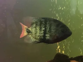 What kind of fish