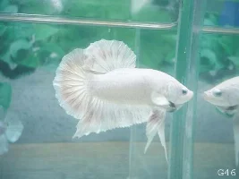 More Kg Bettas Bettas!