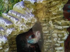 Help PLEASE: Betta "Finny" has bulge on tummy..
