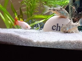 Cories, lots of cories.