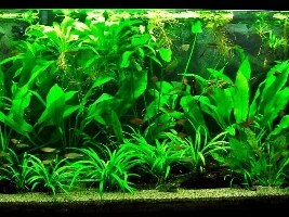 Dying plants ..