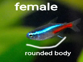Neon Tetras chasing each other?