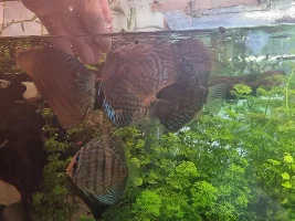 Discus Rediscovered