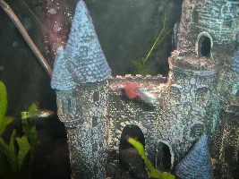 Two Albino Corydoras Catfish added to collection.