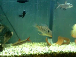 A Couple Of My Tanks