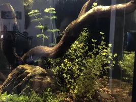 Rummy nose tetras not swimming around