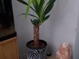 Indoor Tropical Plants