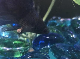 Berta Fish BUMP what is it