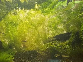 Weird cloudy layer in Guppy Tanks