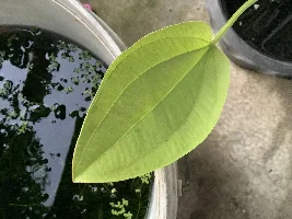 Echinodorus species identification