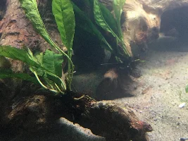 From 10 gallon to my new 50 gallon, here we go!