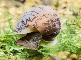Is this shell erosion on my Black Racer Nerite Snail?