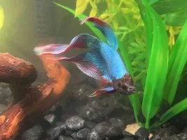 Potential erratic swimming in betta fish?