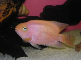 Blood parrot doesnt like my hand in his tank.