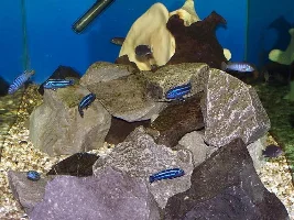 The New Fish....