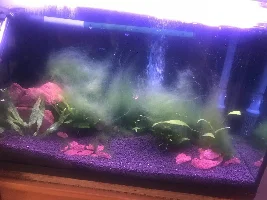 Severe algae problem, how to terminate it.