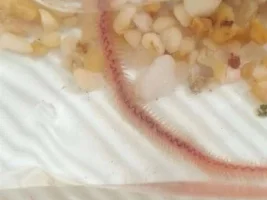 What On Earth Are These?