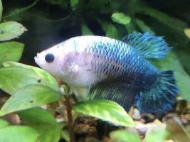 Share your bettas