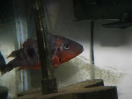Full Tank Shots And New Wolf!
