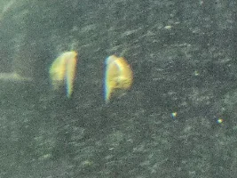 Can anyone identify these?