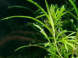 68L HighTech Style Planted