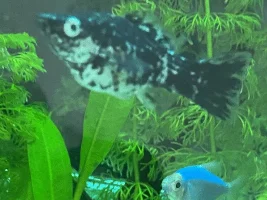 Is my molly pregnant?