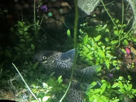 Please Help!
