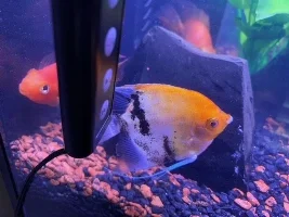 Does this Fish have Ick?
