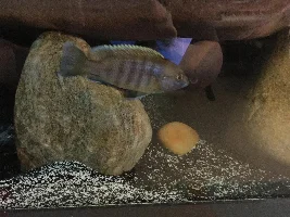 Former Newbie's African Cichlid Experience