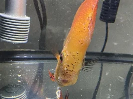 Discus fish illness - skin inside throat blocking airway