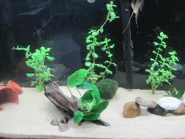 Planted Tank And Angel Fish Update