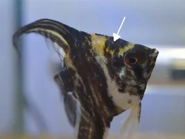 Angelfish question