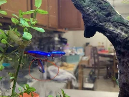 Cardinal Tetra pregnant?