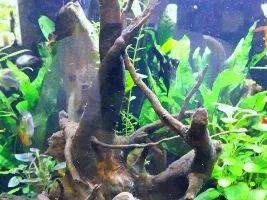 Smelly Red root Wood