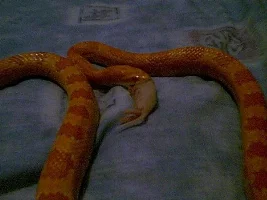 Stix's SsSSssSSsnake =)