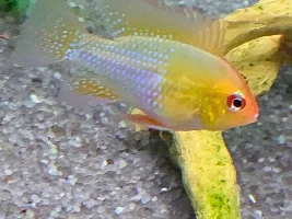 F.O.M.L. Fish Of My Life……photo list of happiness