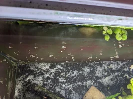 Malaysian Trumpet Snail infestation