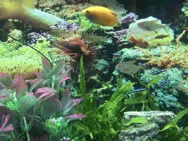 2 lemon tetras dead in 24hrs no obvious signs