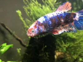 Sore on my bettas mouth