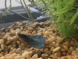 Does my beta have popeye?