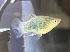 Tiny black line on Platy monopodium