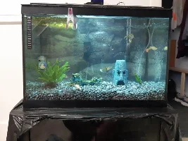 Albino Cories