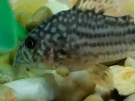 fin rot and red/brown bump