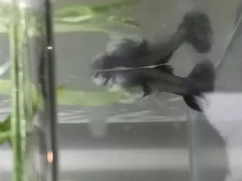 Guppy pregnant