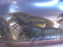 Please help for to ID a wild variety of a Dwarf Crayfish from Mexico, and advice for their care.